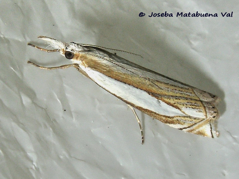 Crambus pascuella - Crambidae